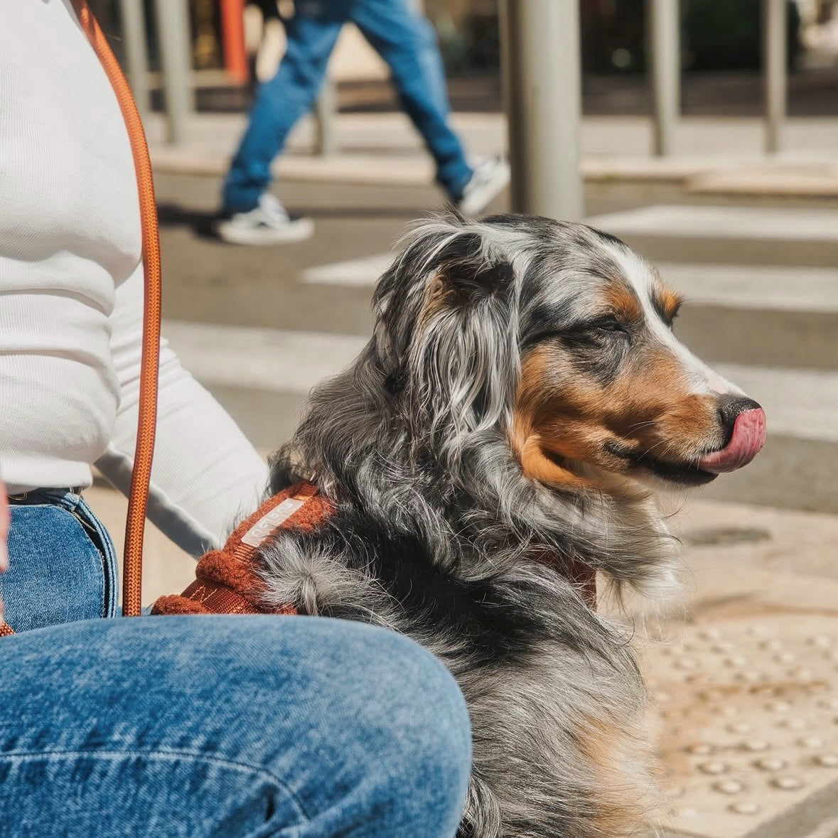 'Clay' - Sherpa Dog Harness