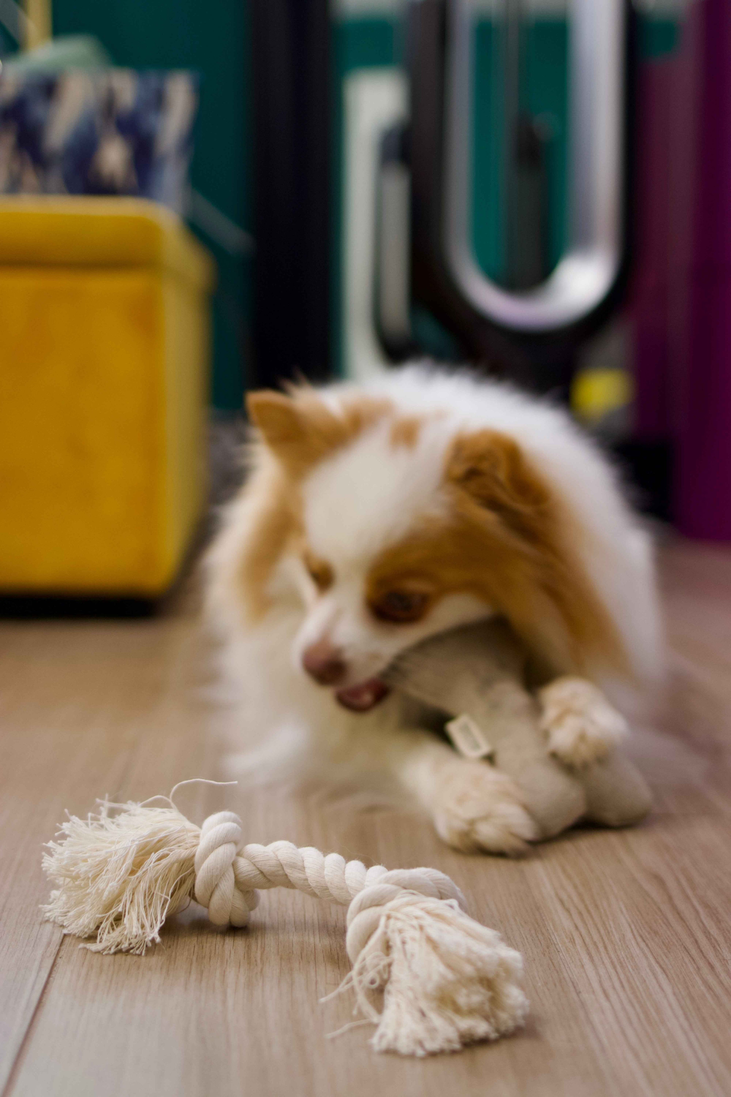 Boba & Vespa Natural Dog Toy Bundle in Cotton and Hemp (+ FREE Poop Bag Holder)