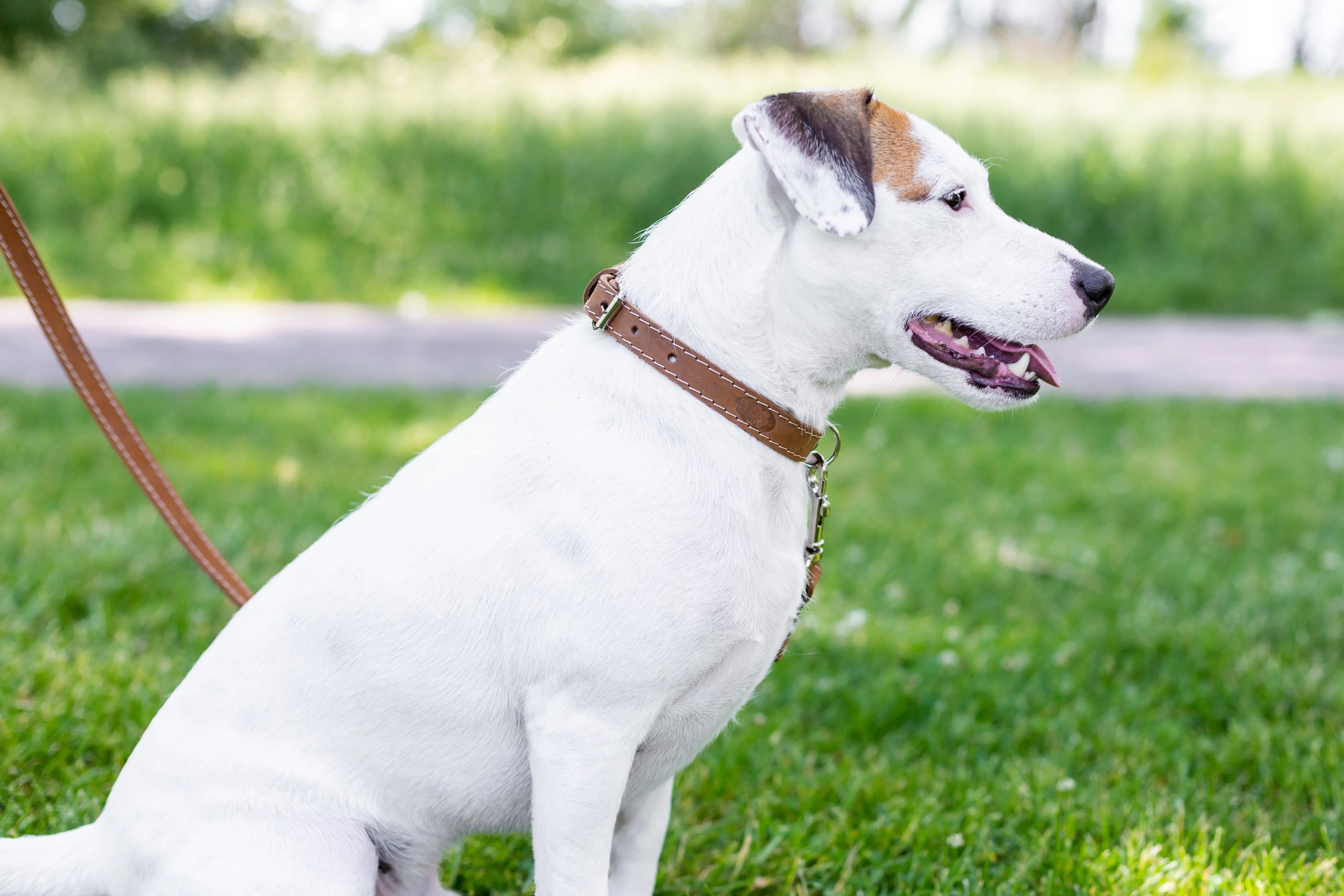 Traditional Style Leather Collar and Leash Set Euro-Dog Collars and Leads