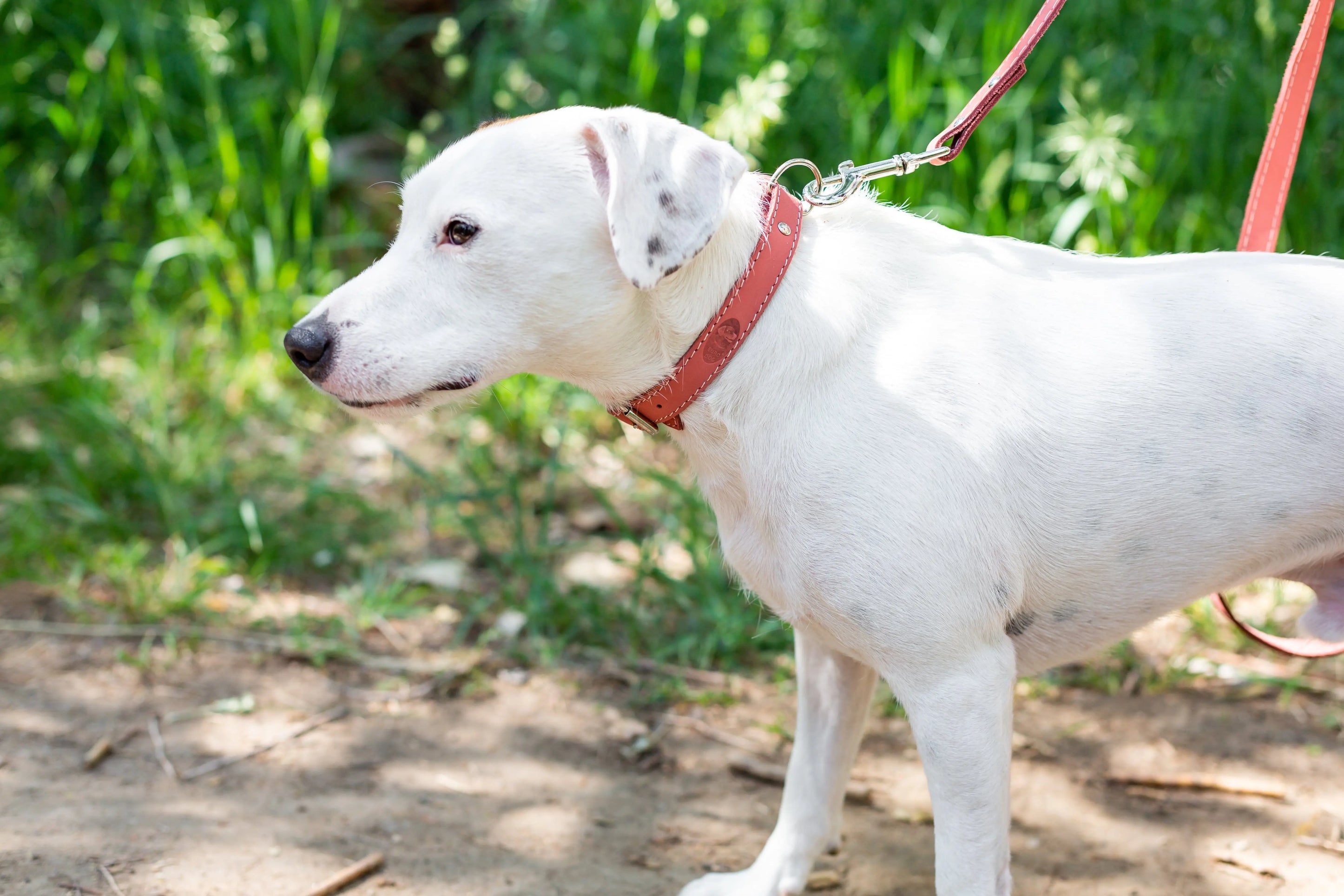 Traditional Style Leather Collar and Leash Set Euro-Dog Collars and Leads