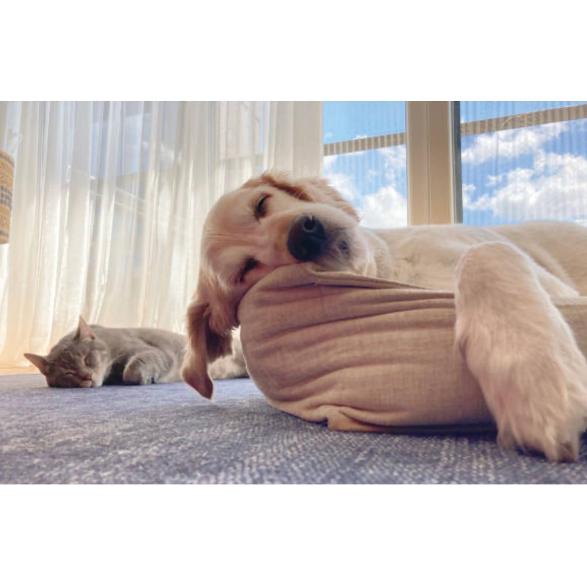 UBAVET Ubacalm Calming and Stress Relief Soft Dog Chews American Pet Supplies