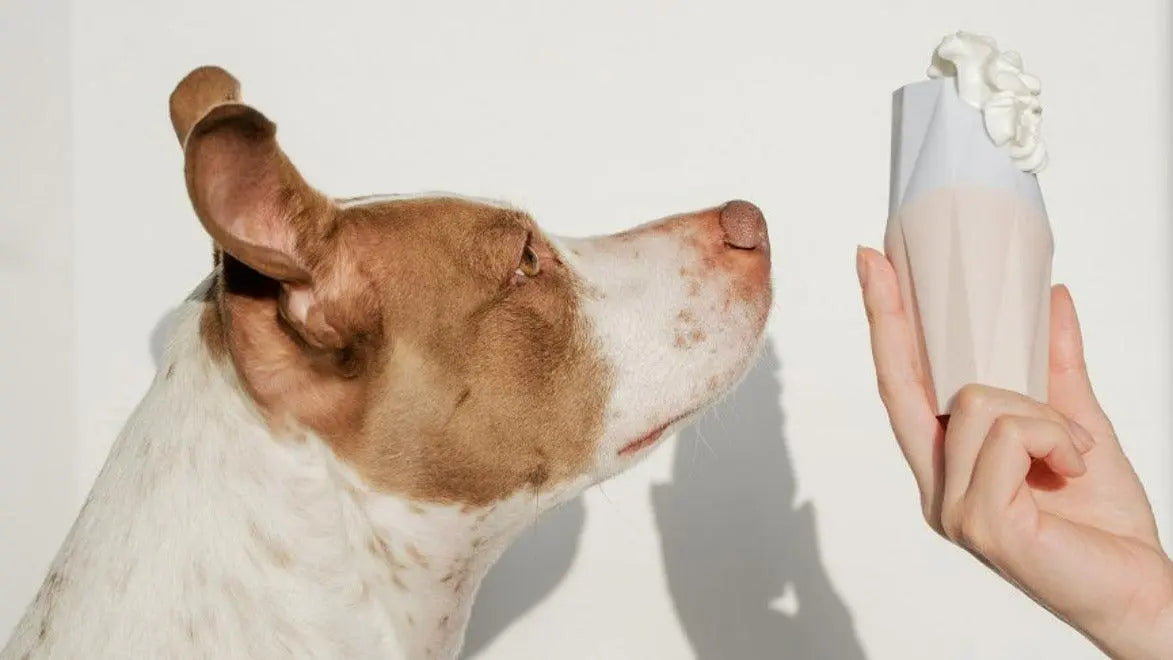 The Ubbe Modern Dog Licking Toy Up Dog Shop