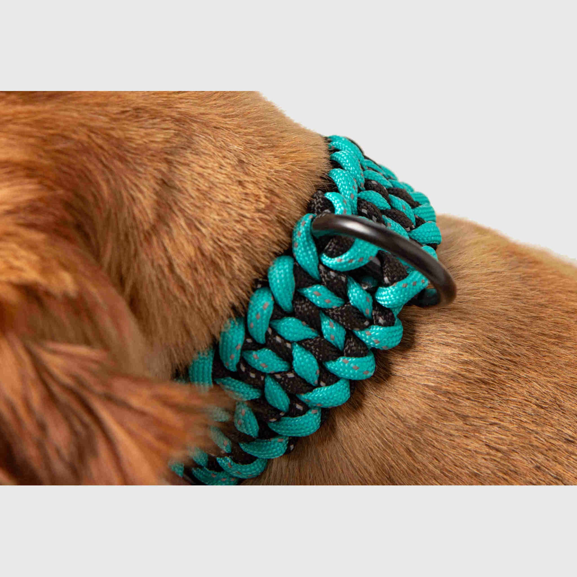 Forever Collar Carmella & Rose