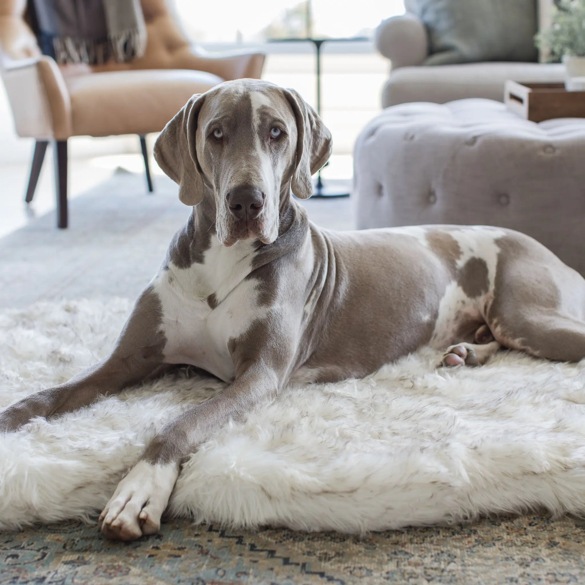 PupRug by Paw.com™ Faux Fur Orthopedic Dog Bed - Curve White with Brown Accents Paw.com