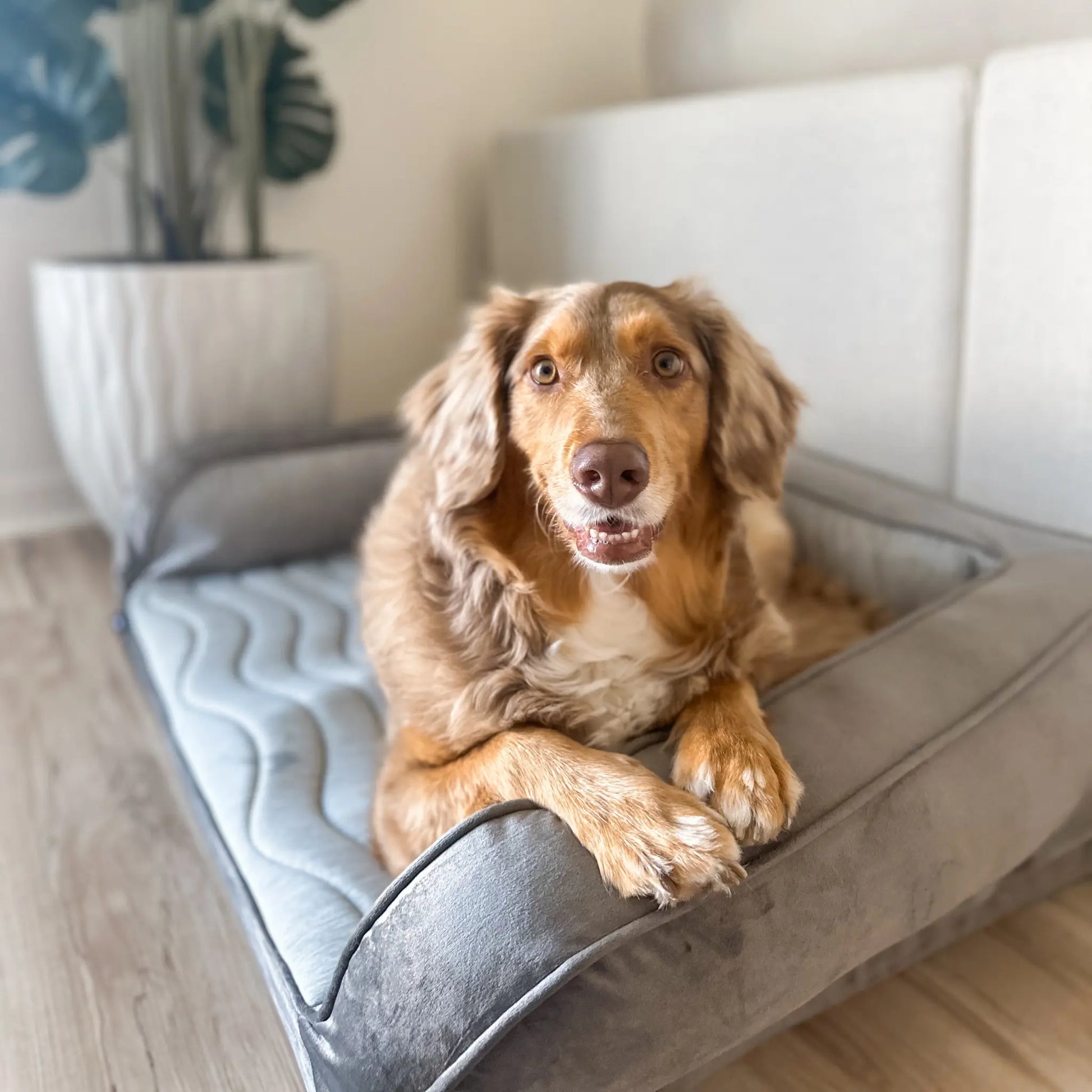PupChill™ Cooling Bolster Dog Bed Paw.com