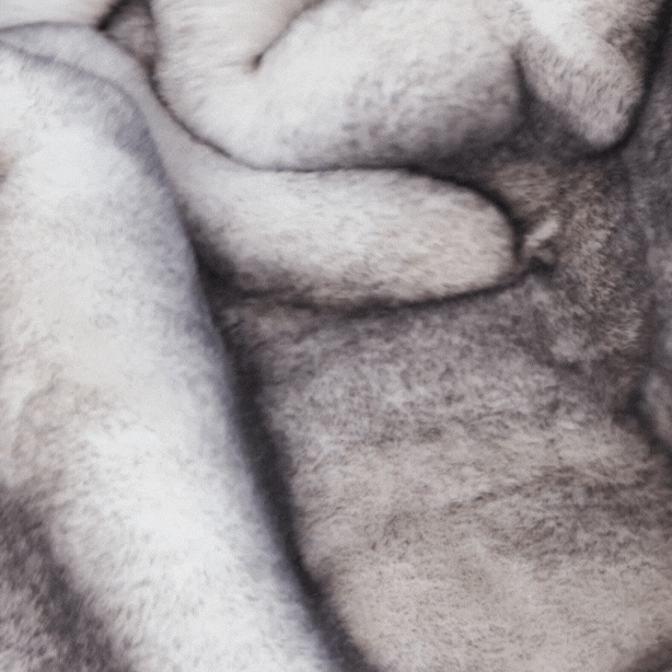 PupProtector™ Luxe Waterproof Faux Fur Blanket - Ultra Soft Chinchilla Paw.com