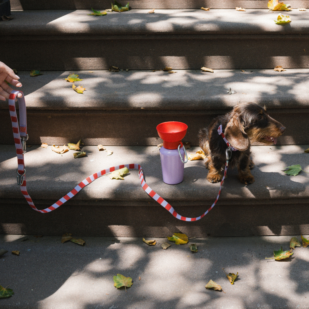 Waterproof Dog Leash - 5ft