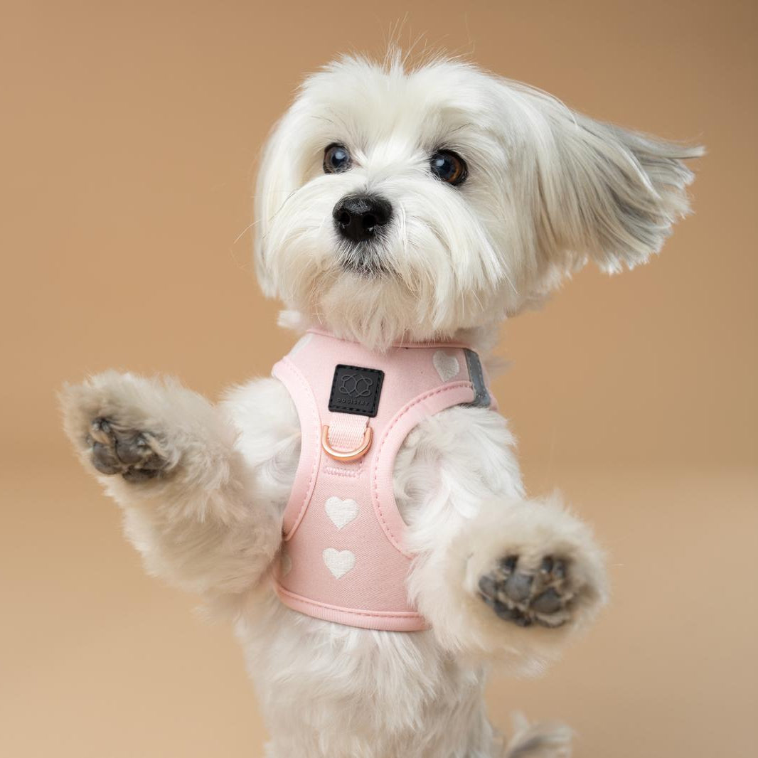 SoHo Dog Harness - Sweetheart