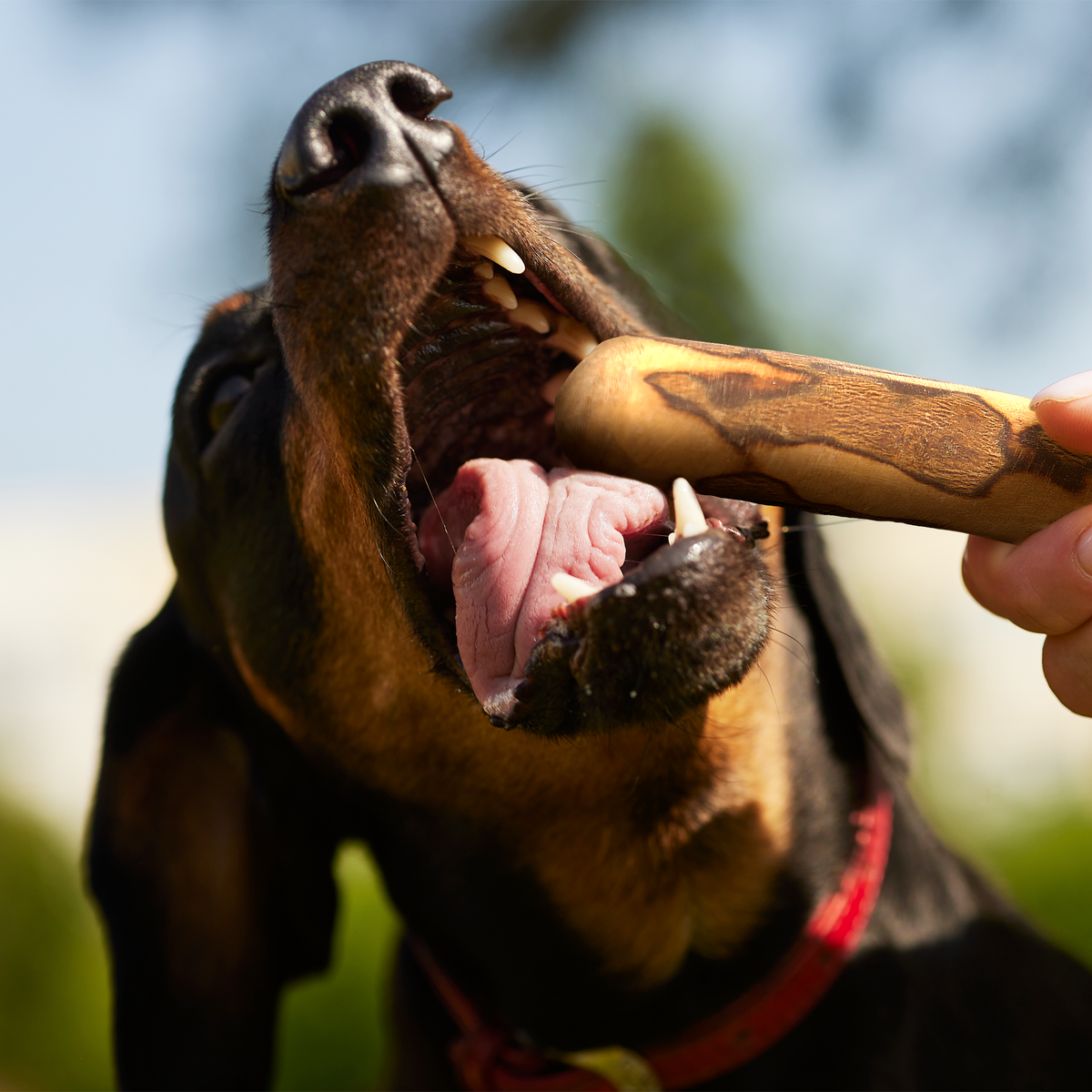 Olive Wood Dog Chew – Natural Chew Stick with Olive Oil
