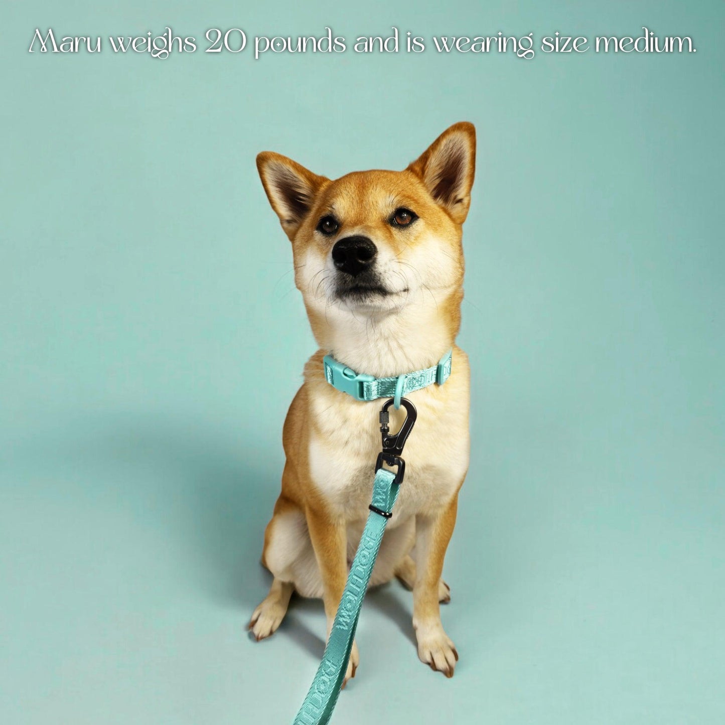 Wolfdoge Signature Collar WOLFDOGE