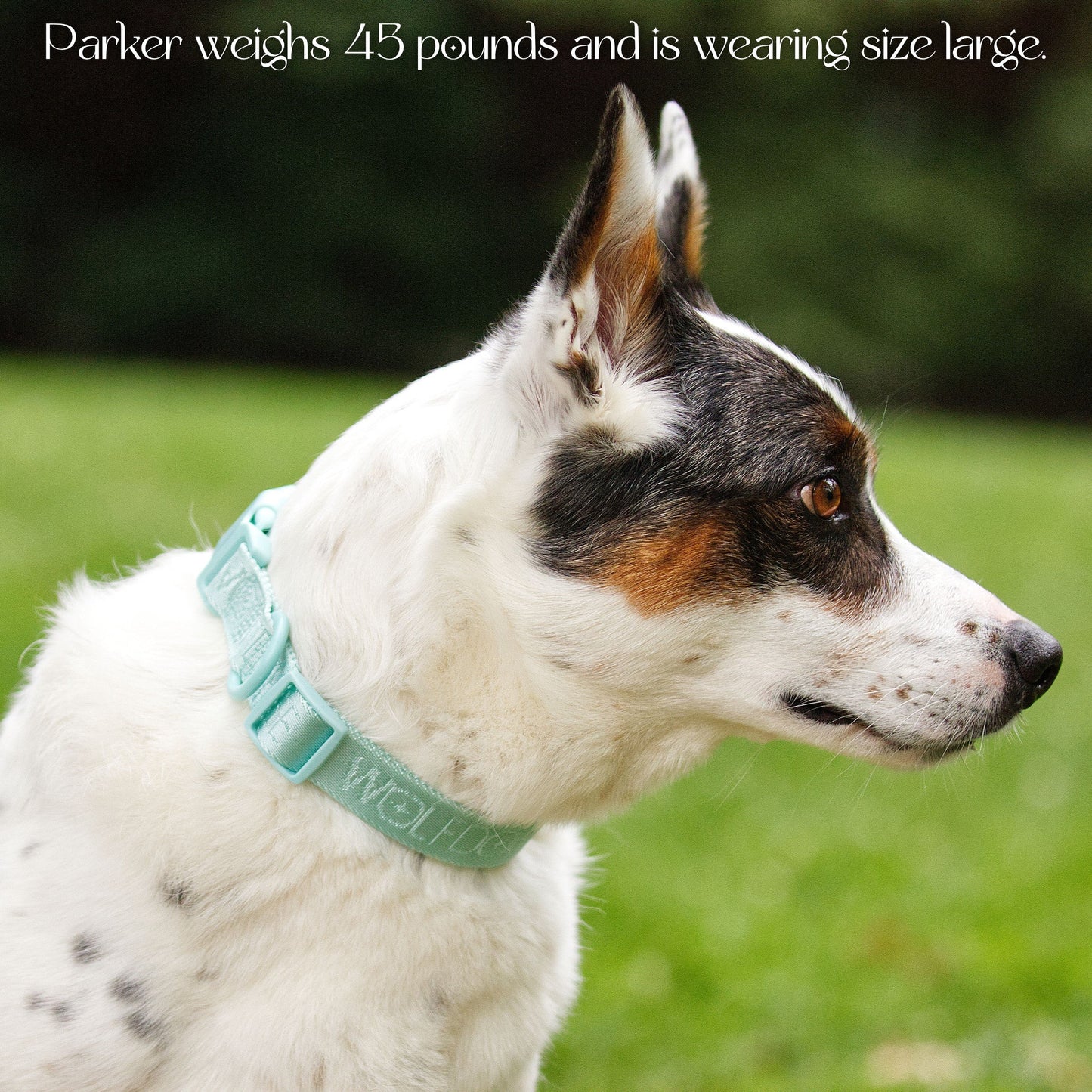 Wolfdoge Signature Collar WOLFDOGE