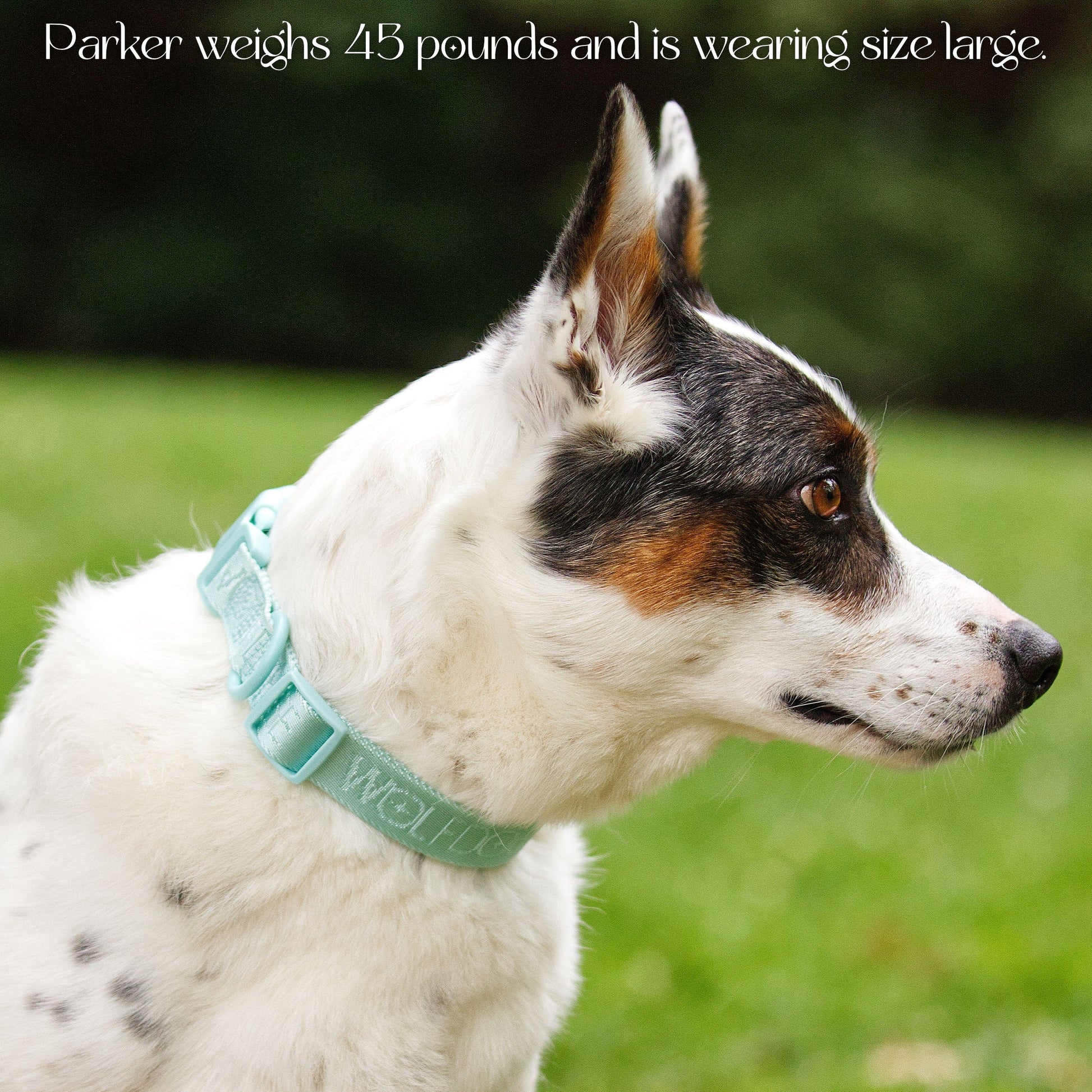 Wolfdoge Signature Collar WOLFDOGE