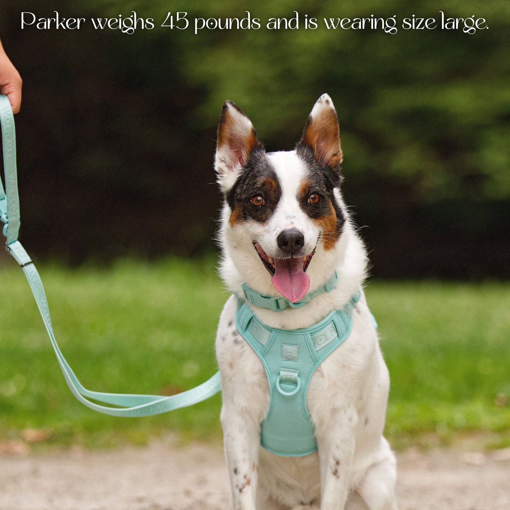 Wolfdoge Signature Harness WOLFDOGE