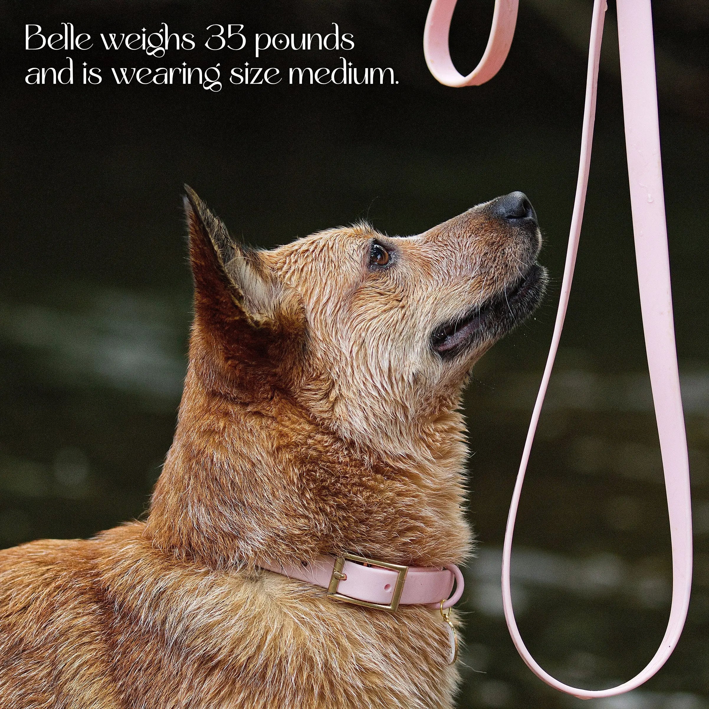Waterproof Collar WOLFDOGE