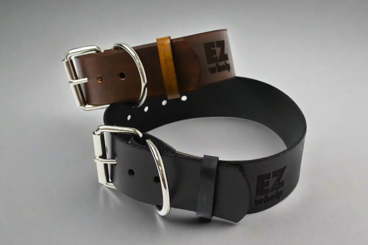 Leather Dog Collar EZwhelp