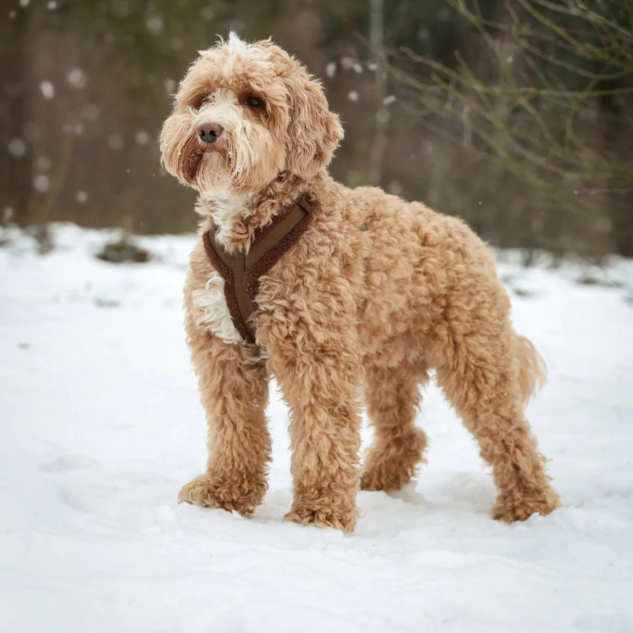 'Lilac' - Sherpa Dog Harness