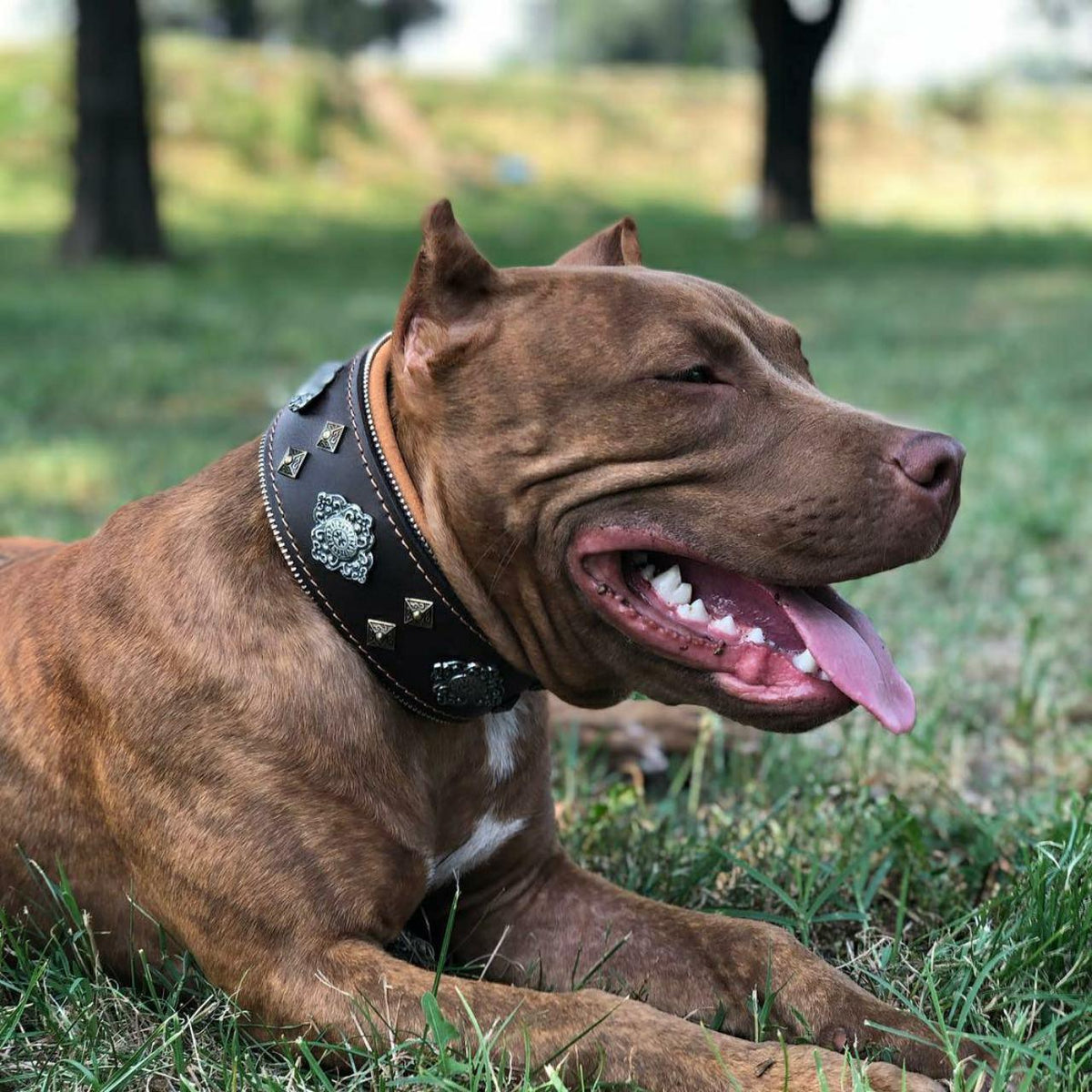 Bestia Aztec Leather Dog Collar – Brown