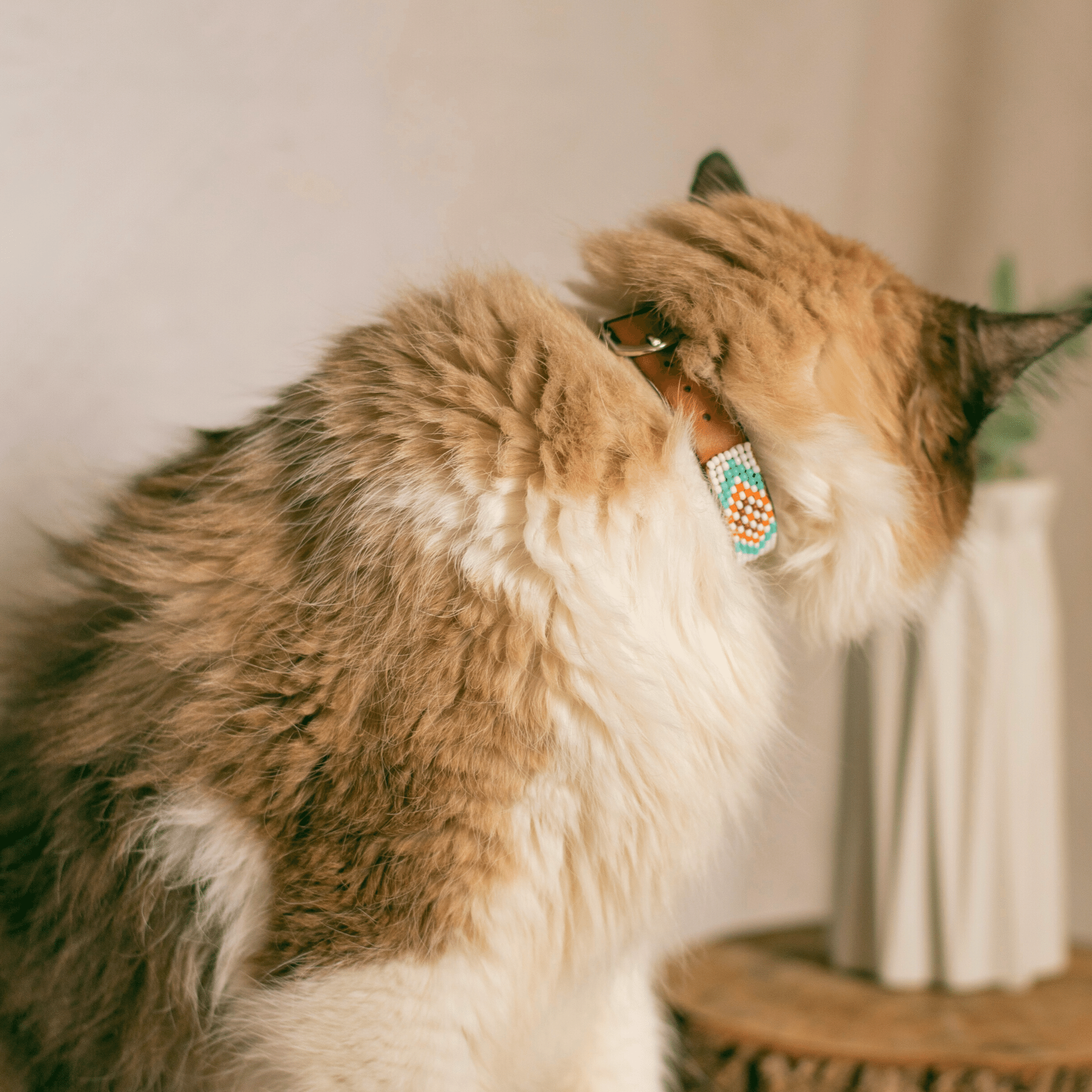 Aztec Sambboho cat collar
