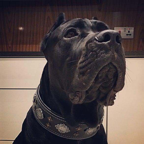 Bestia Aztec Leather Dog Collar – Black