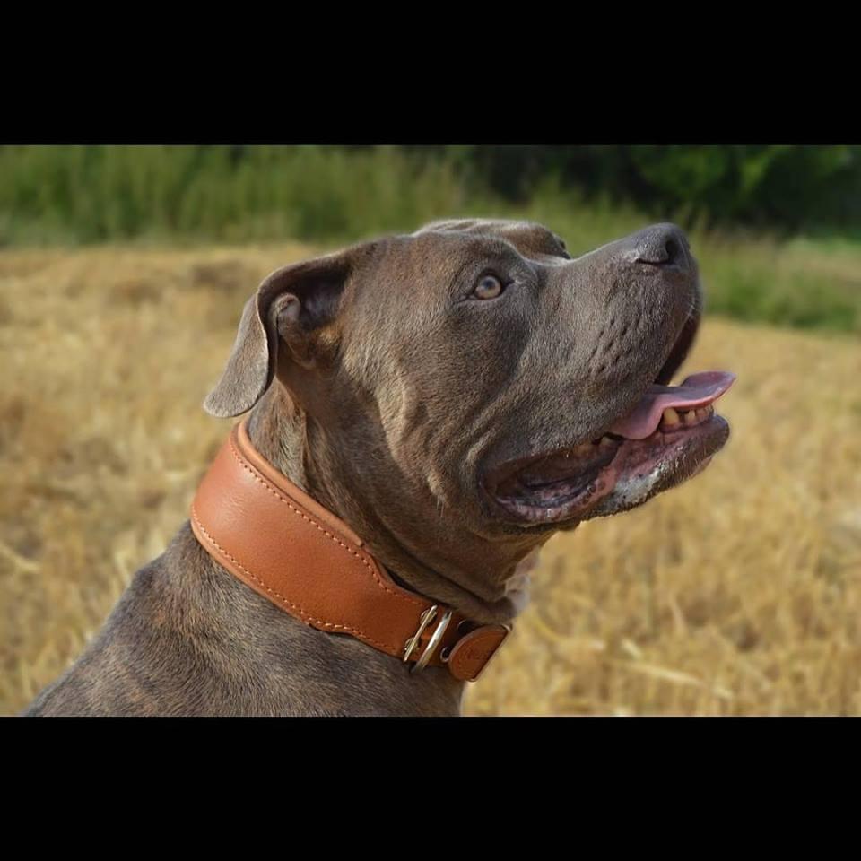 Bestia Style Plain Leather Dog Collar – Brown