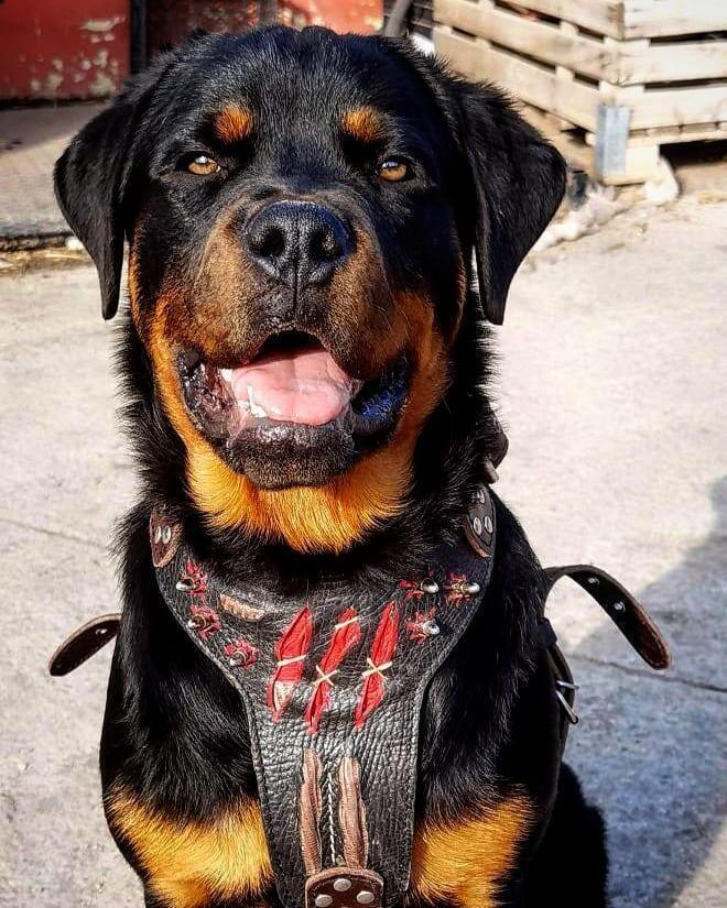 Bestia Haunted Leather Dog Harness – Limited Edition