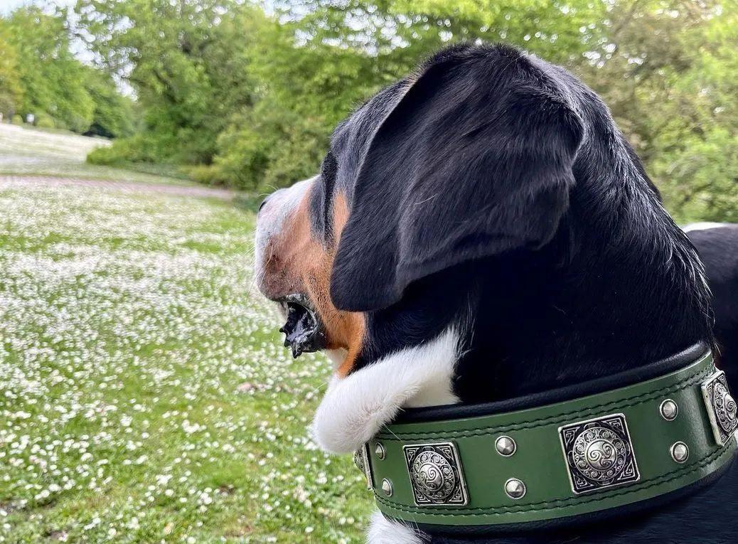 Bestia Eros 2.5" Leather Dog Collar – Green
