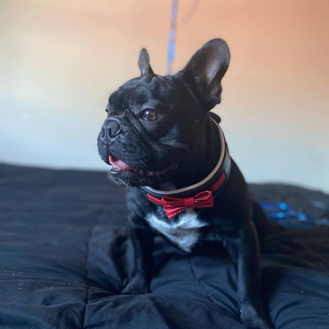 Bestia Bowtie Leather Dog Collar – Black