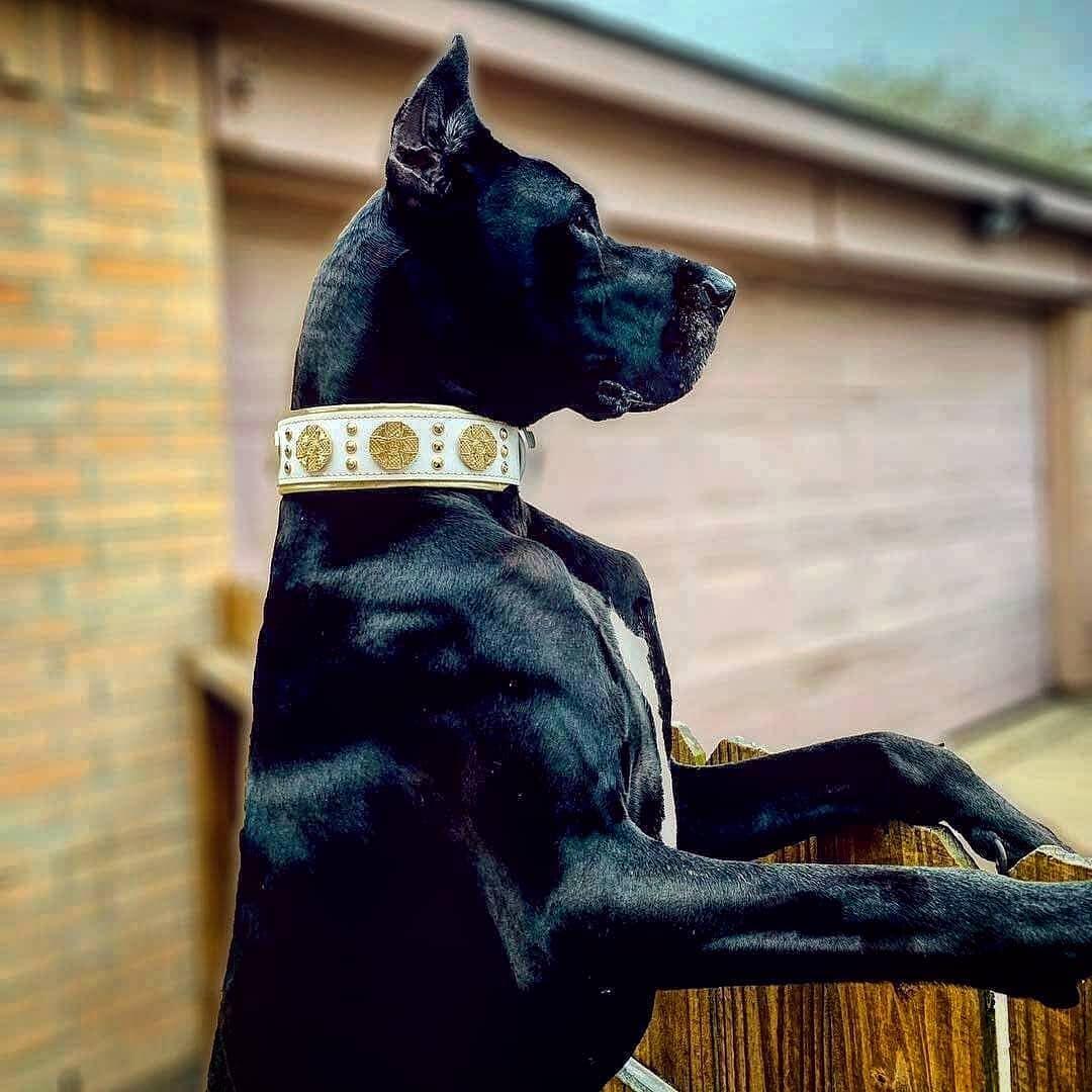 The “Maximus” Collar — White & Gold