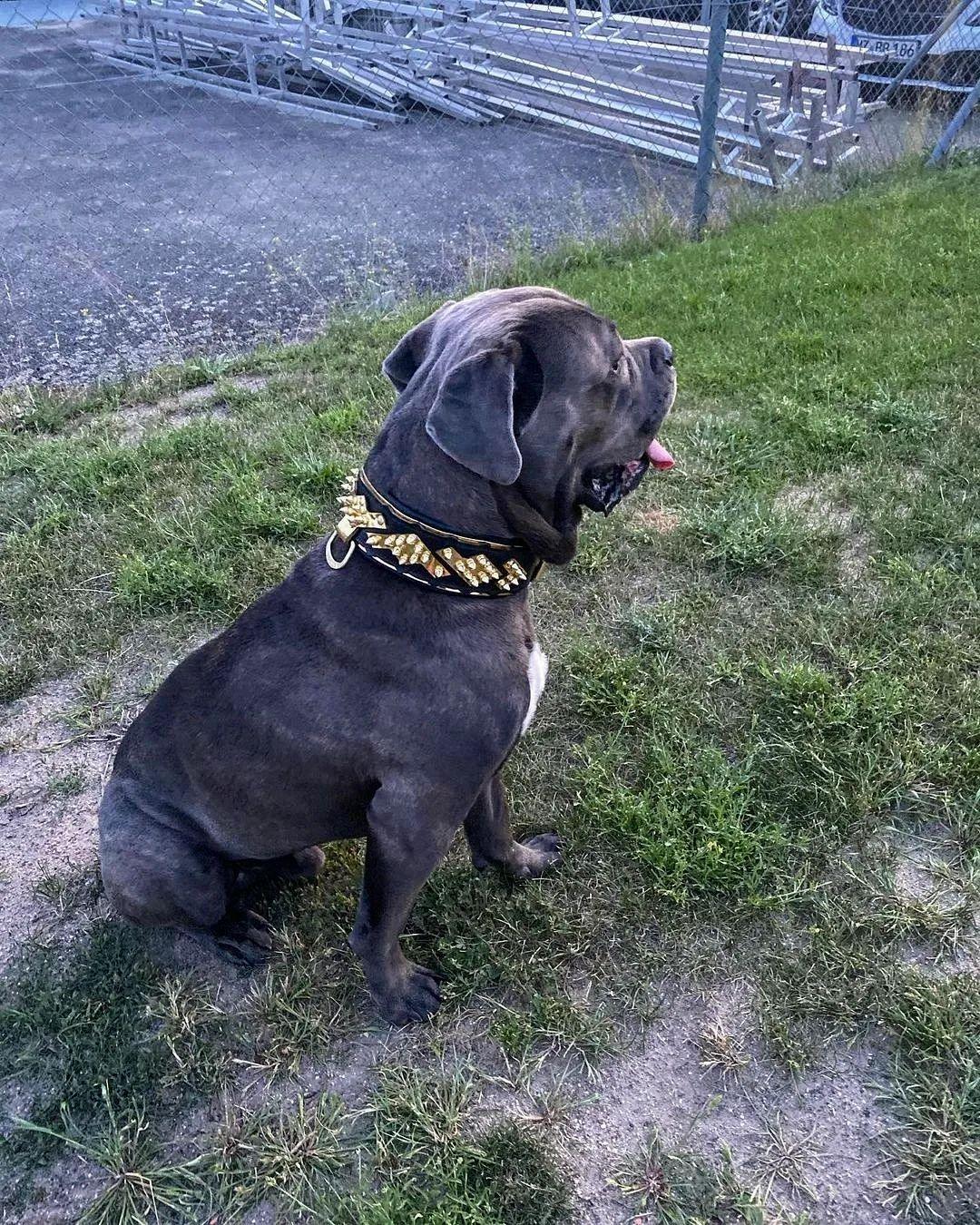 Bestia Midas Leather Dog Collar – Gold