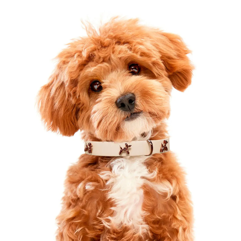 Ballon Beige Dog Collar | Premium Collar | SANDDOG