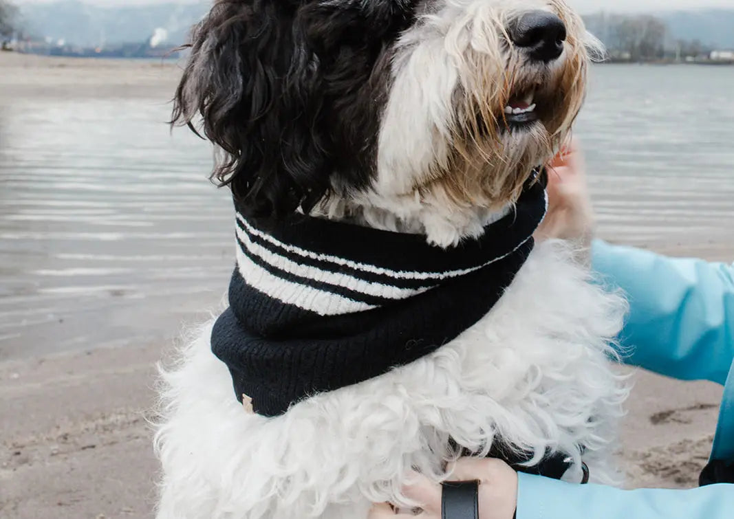 Cashmere Blend Scarf sets for Pets and their humans, Black and White BESPOKE PAWS