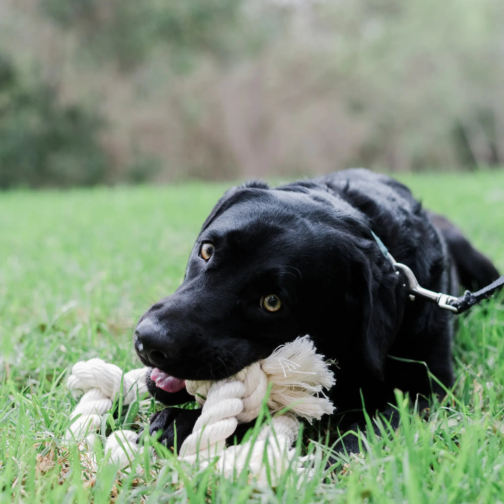 100% Organic Cotton Rope Dog Toy - 5 Sizes | Boba & Vespa