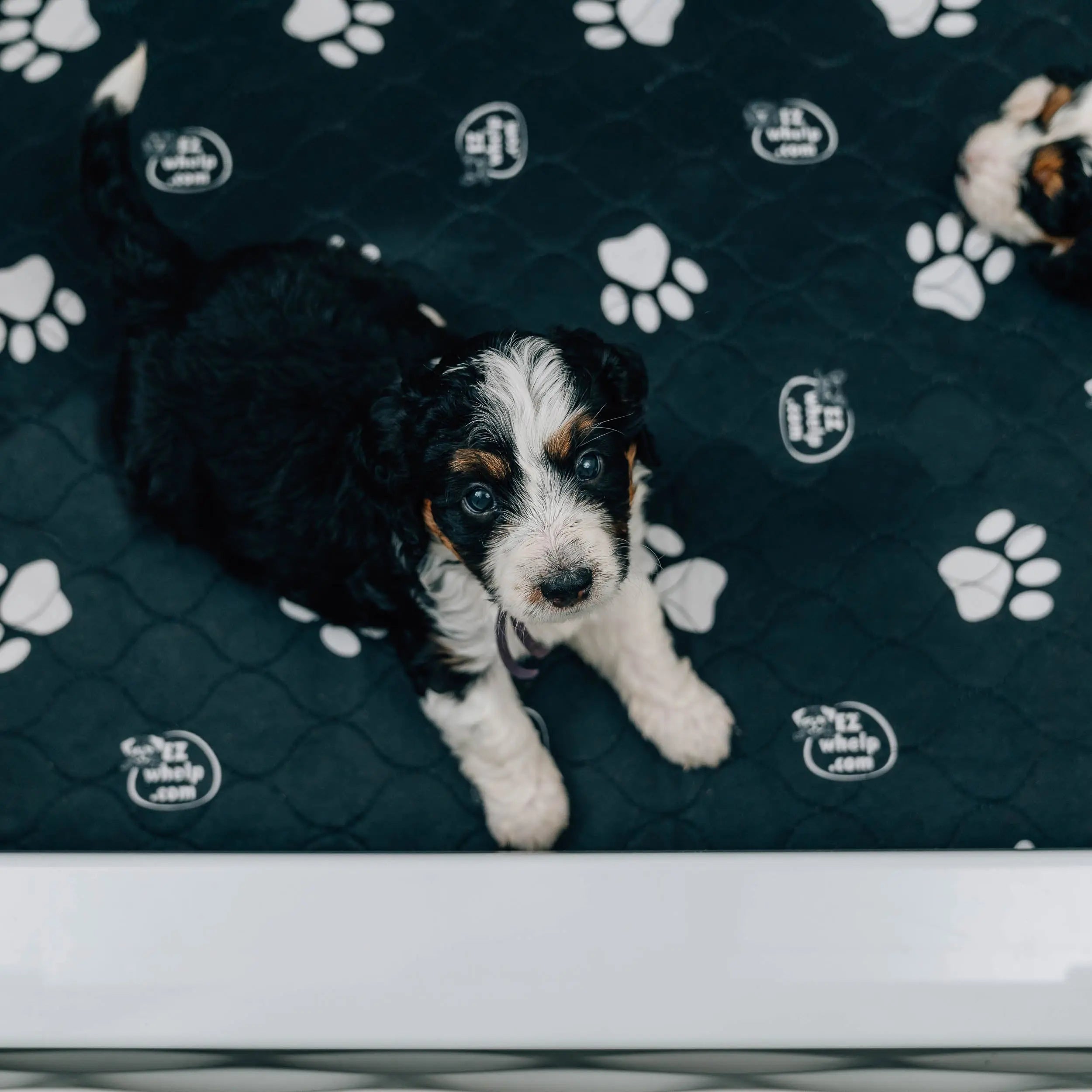 Black & White Slip Resistant Paw Print Pad/Mat, 2 Pack EZwhelp