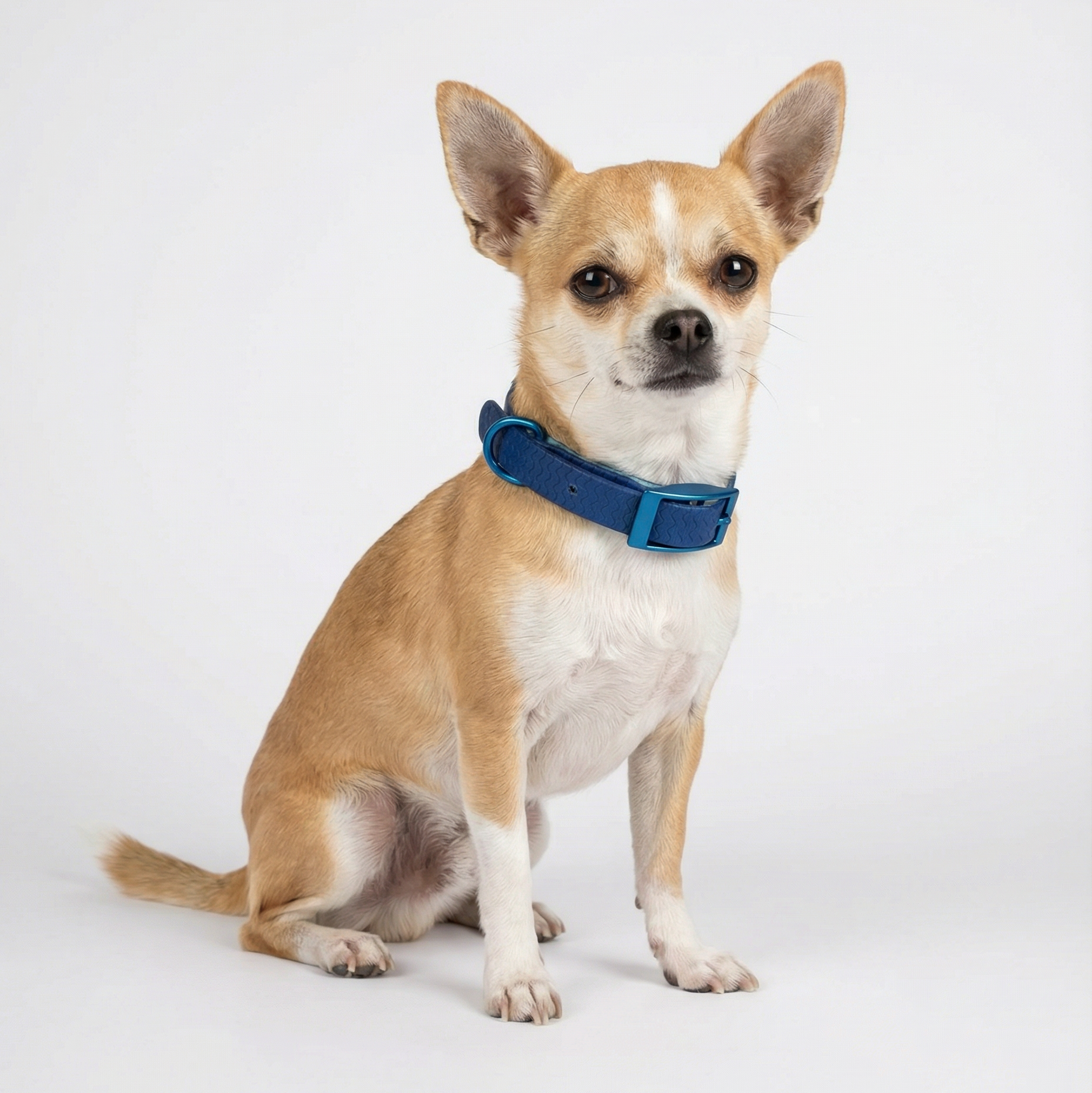Jelly Collar - Waterproof Collar For Small Dogs (4 colors)