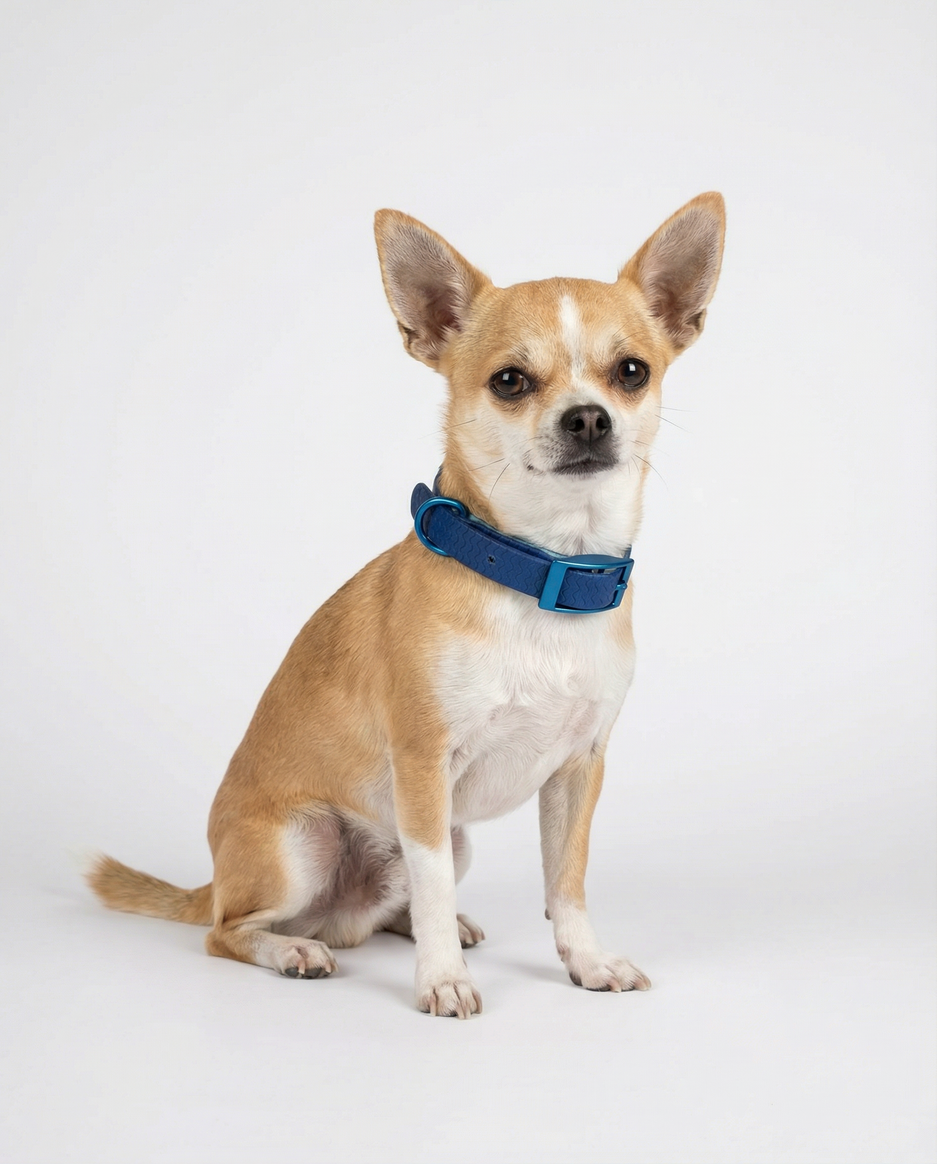 Green Jelly Collar - Waterproof Collar For Small Dogs