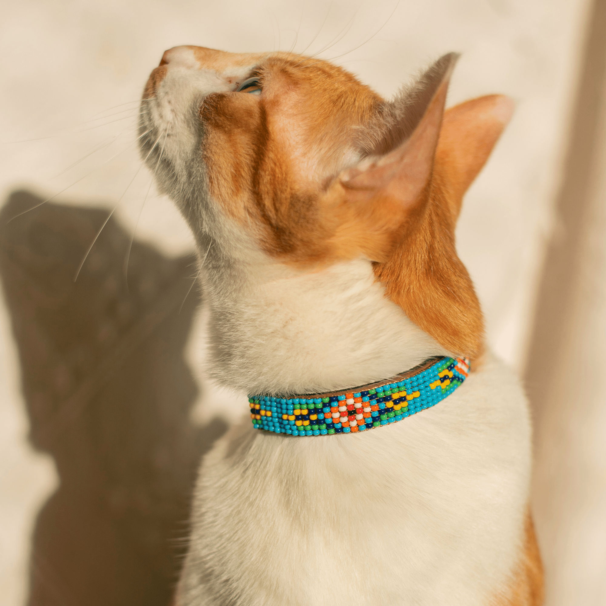 Blue Vogue Sambboho cat collar