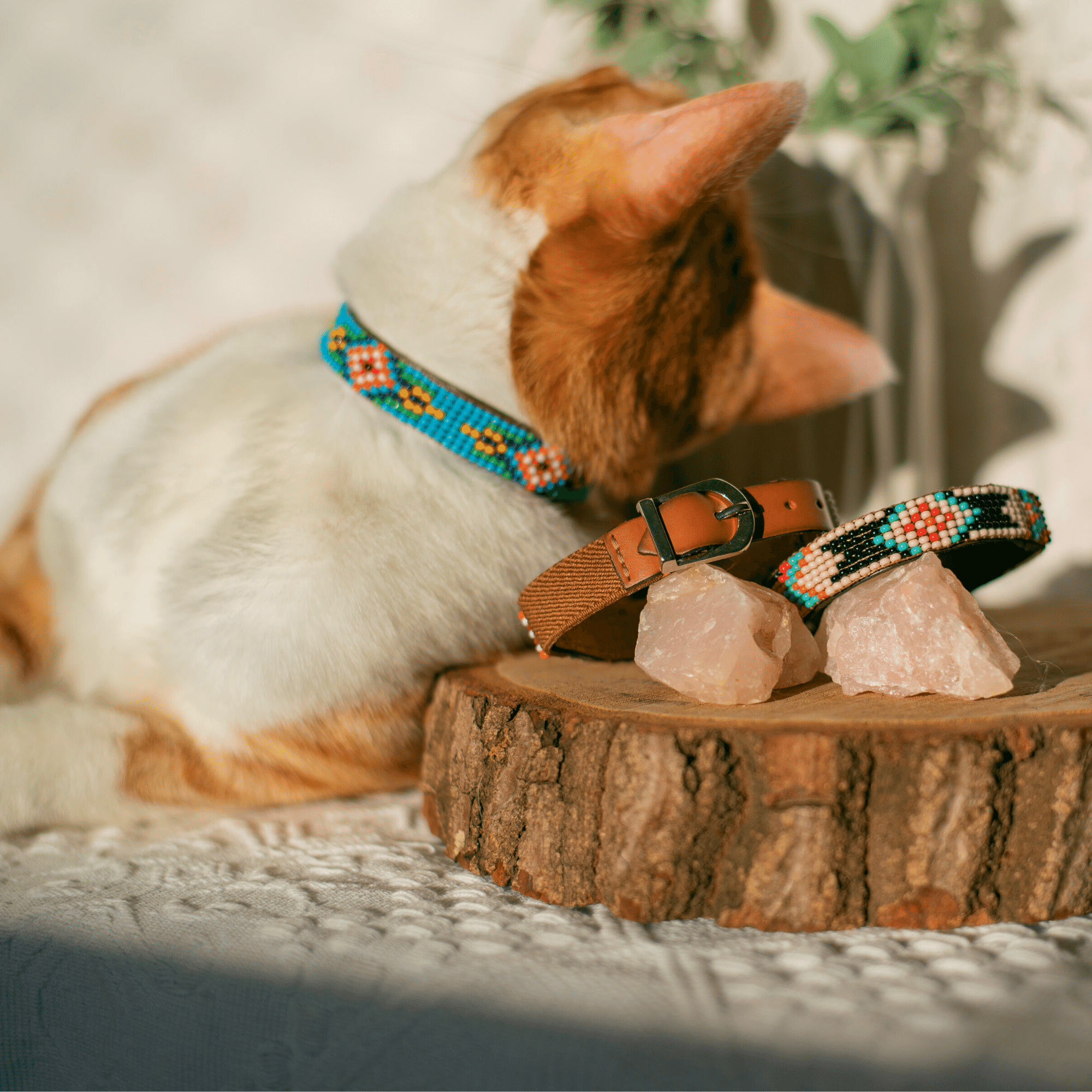 Blue Vogue Sambboho cat collar