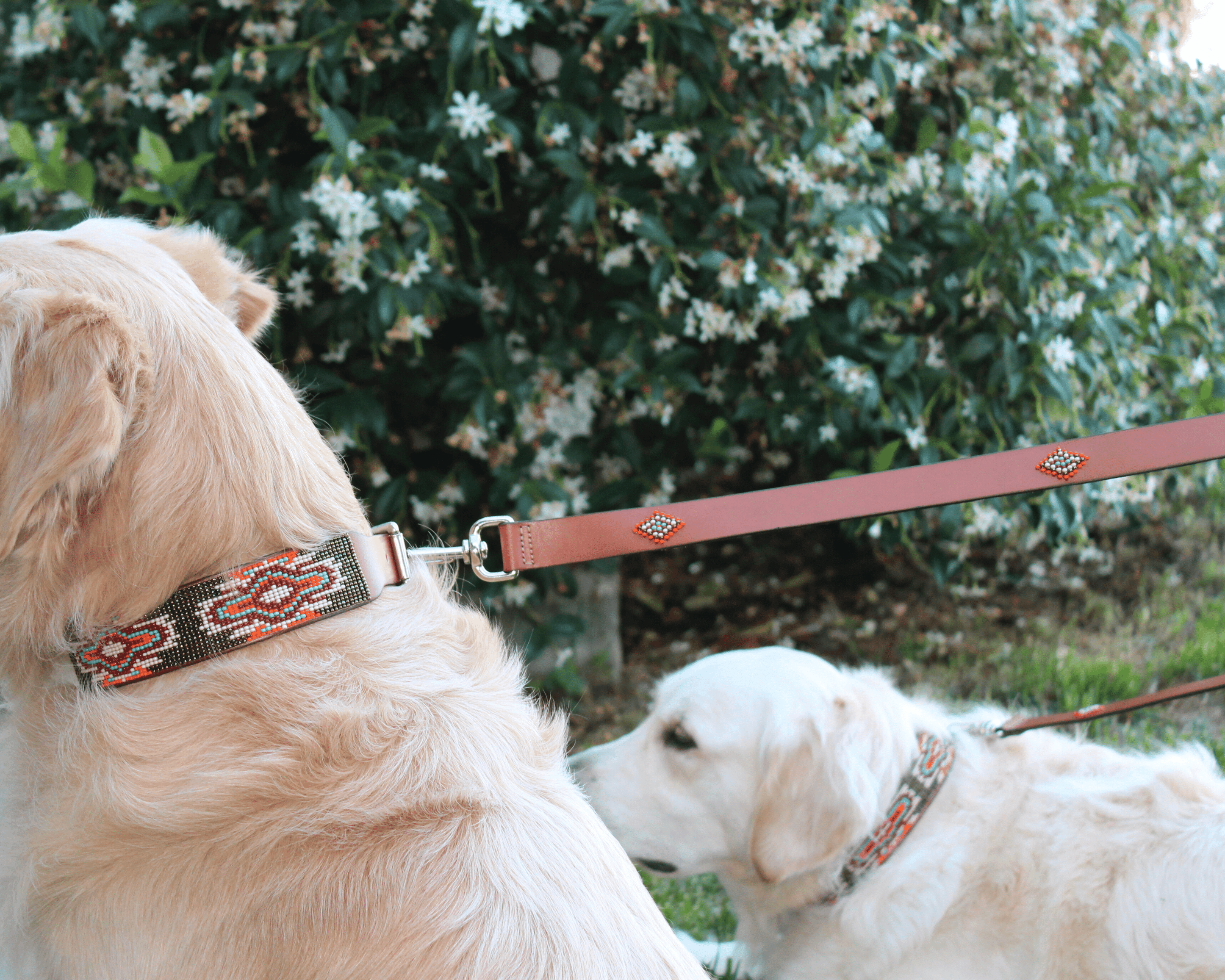 Matching leash/dog collar Boho Chic Sambboho Bundle