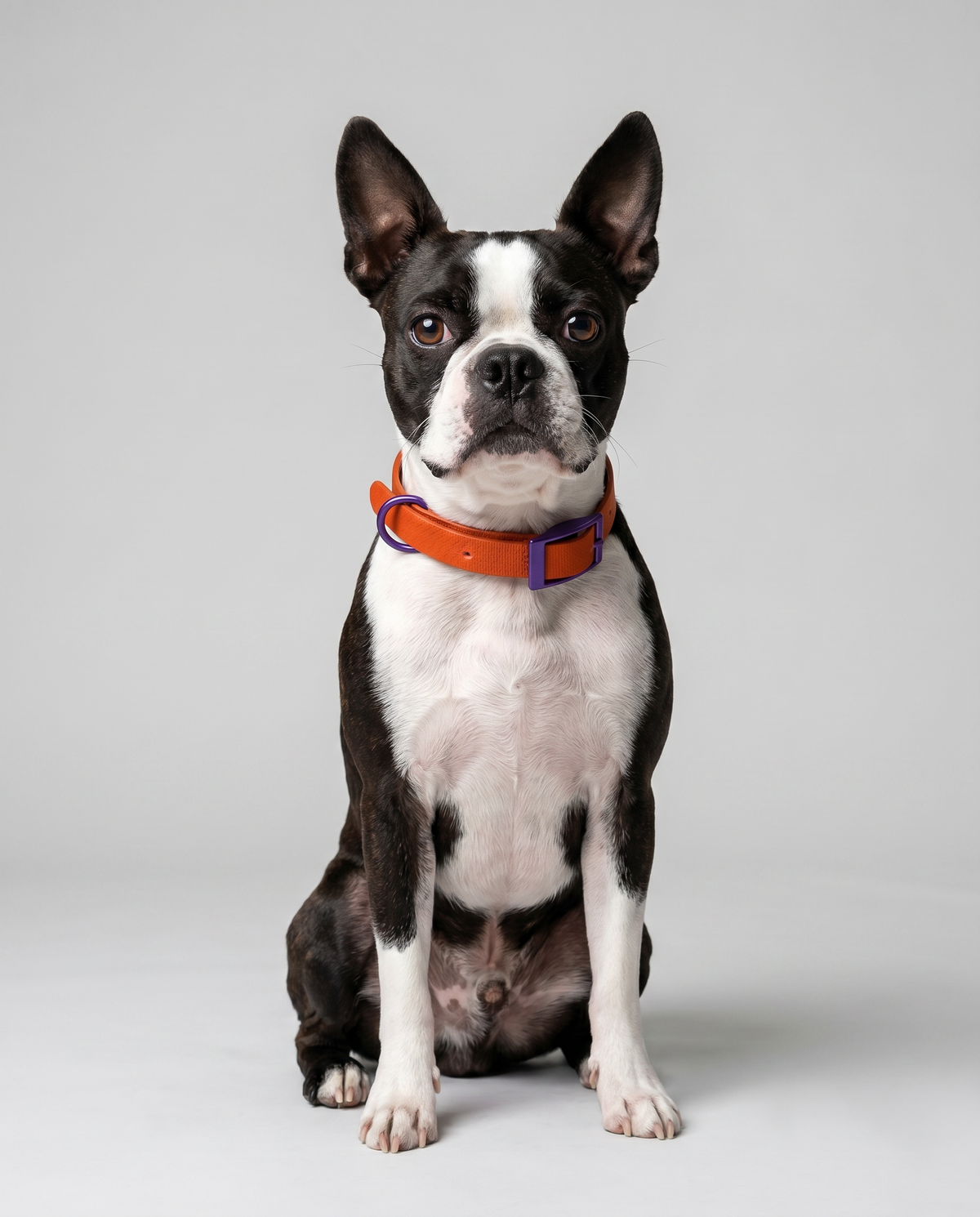 Jelly Collar - Waterproof Collar For Small Dogs (4 colors)