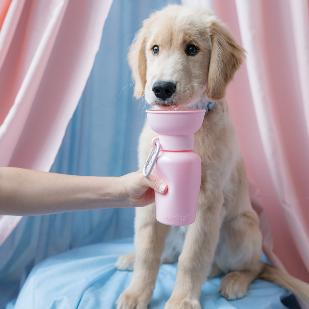 20oz Flip Travel Dog Water Bottle