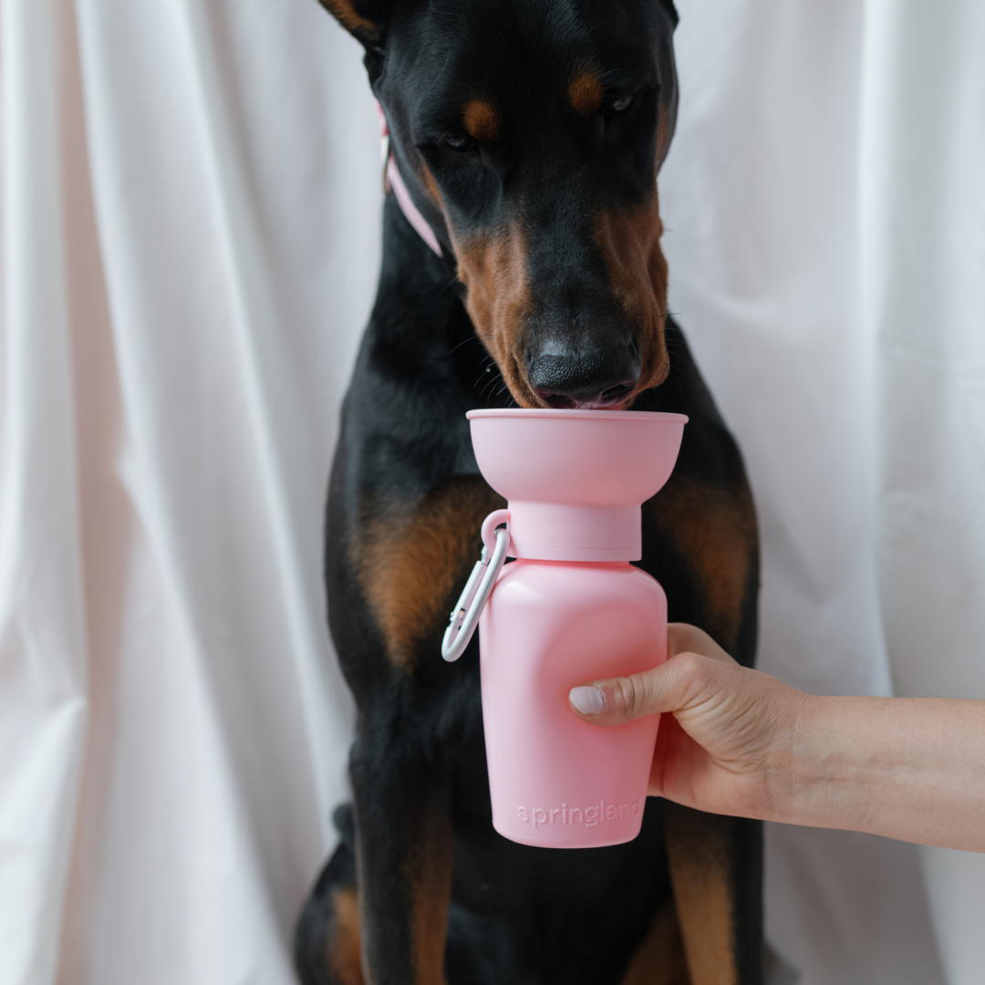 20oz Flip Travel Dog Water Bottle