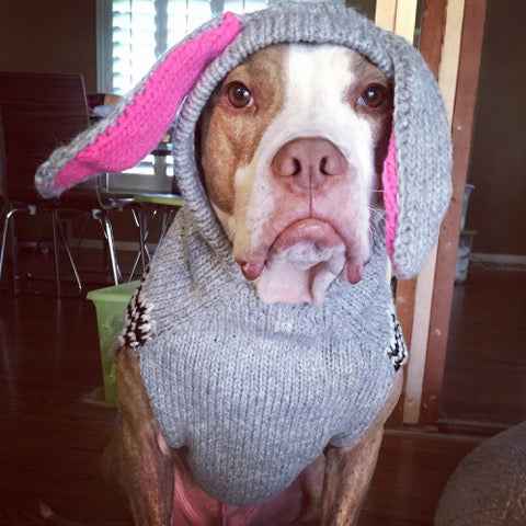 Bunny Hoodie Dog Sweater