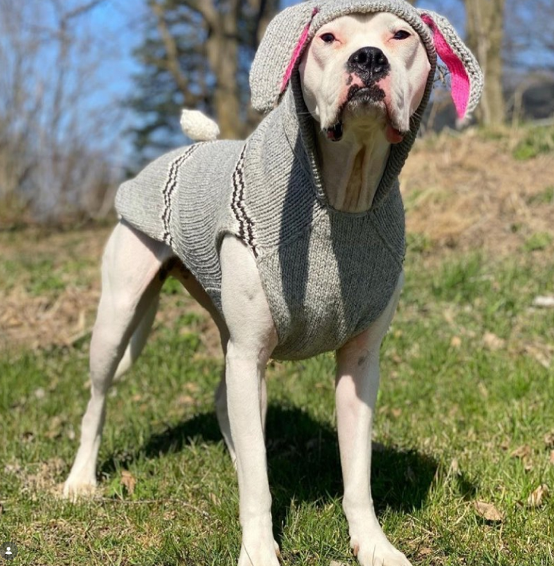 Bunny Hoodie Dog Sweater