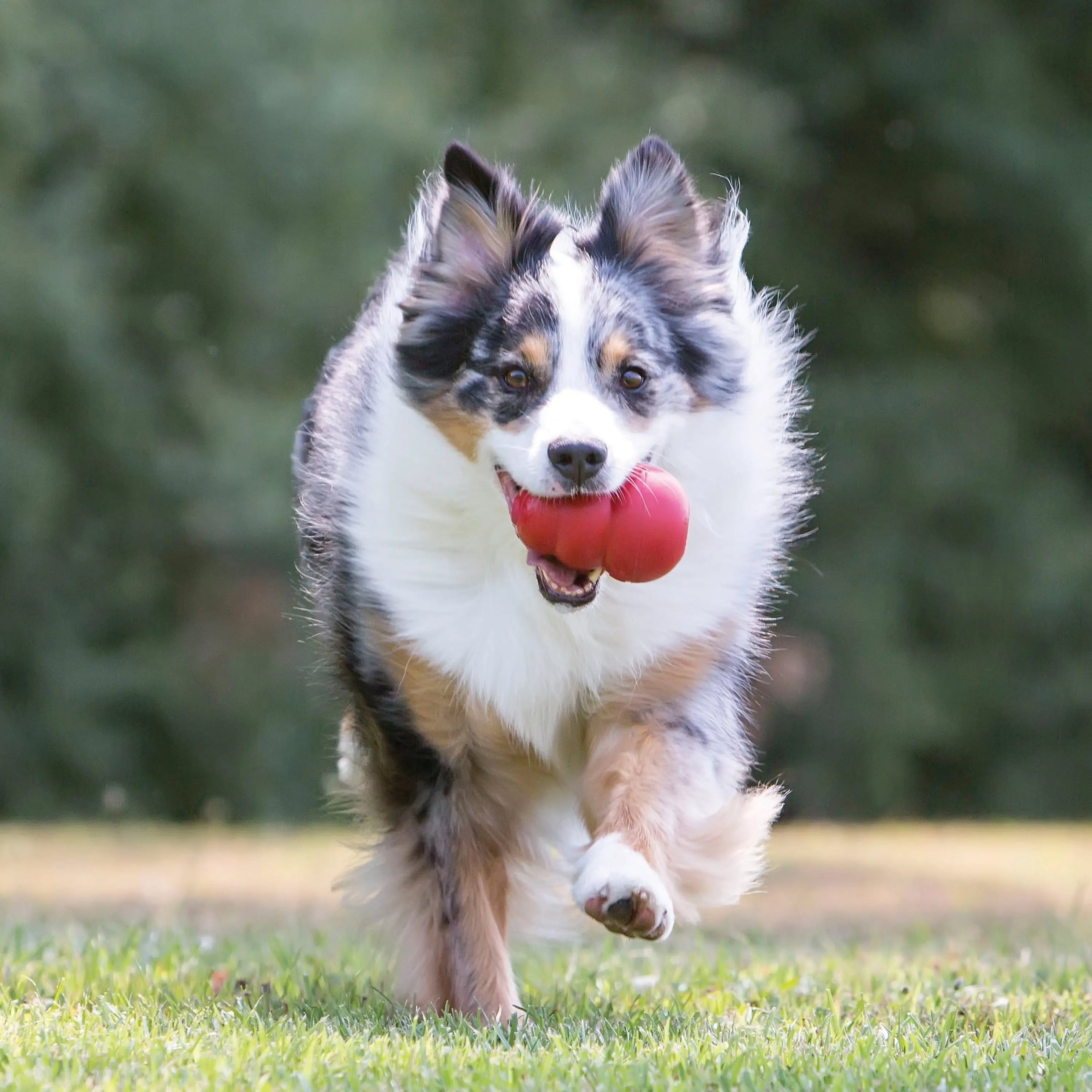 ® Classic Stuffable Dog Chew Toy, Large