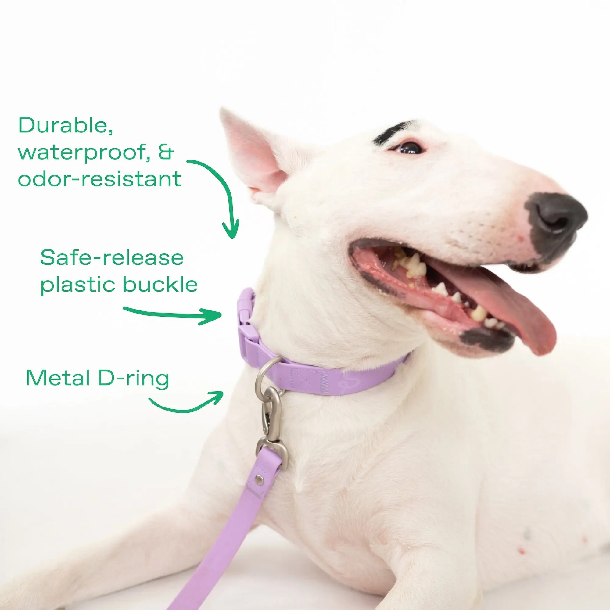 Original Waterproof Dog Collar Springland Pets