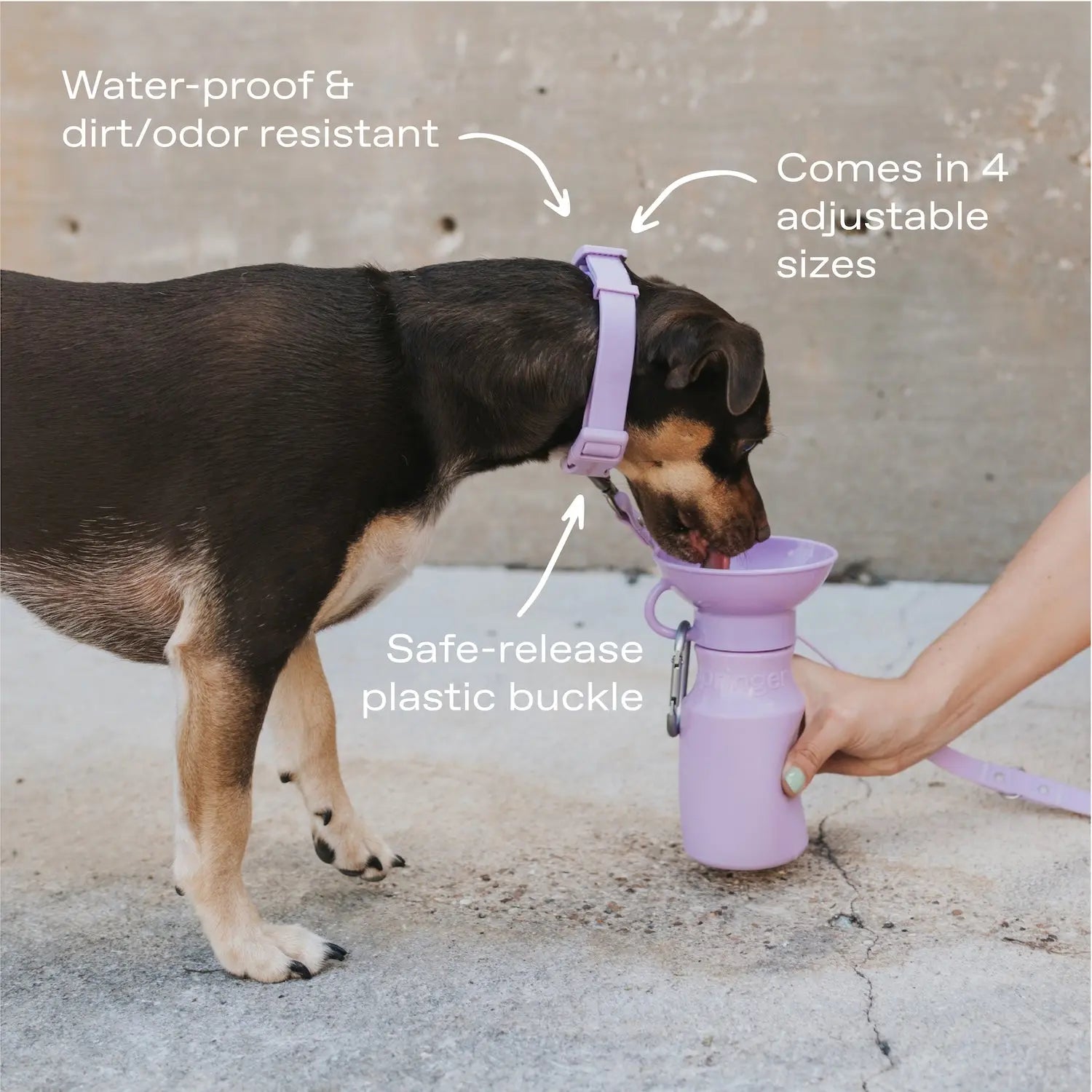 Original Waterproof Dog Collar Springland Pets