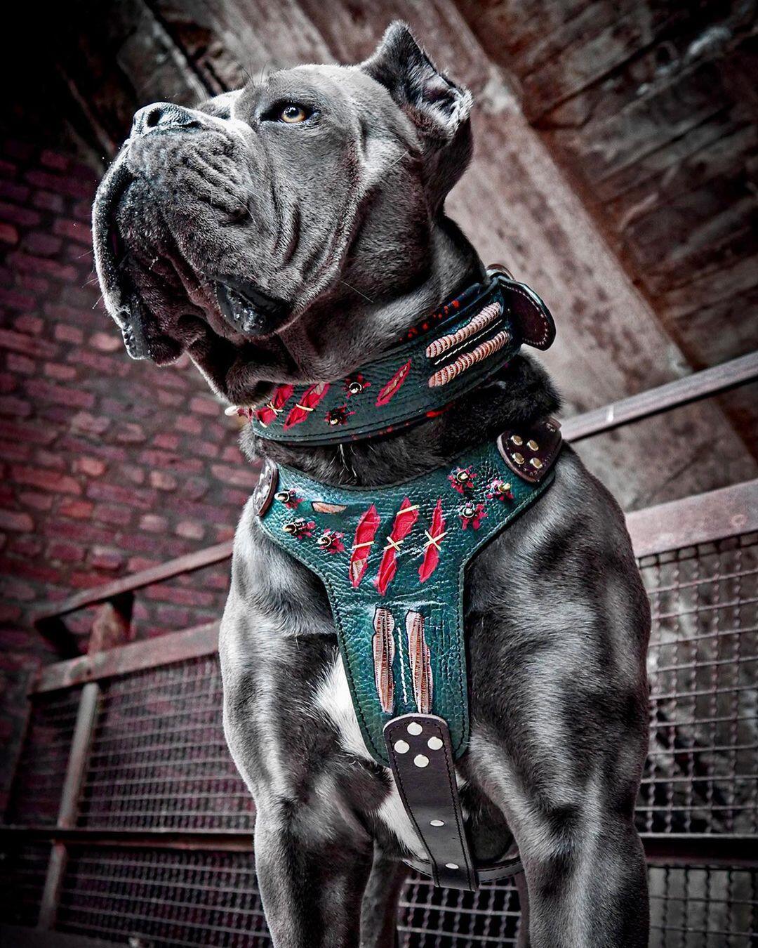 Bestia Haunted Leather Dog Harness – Limited Edition