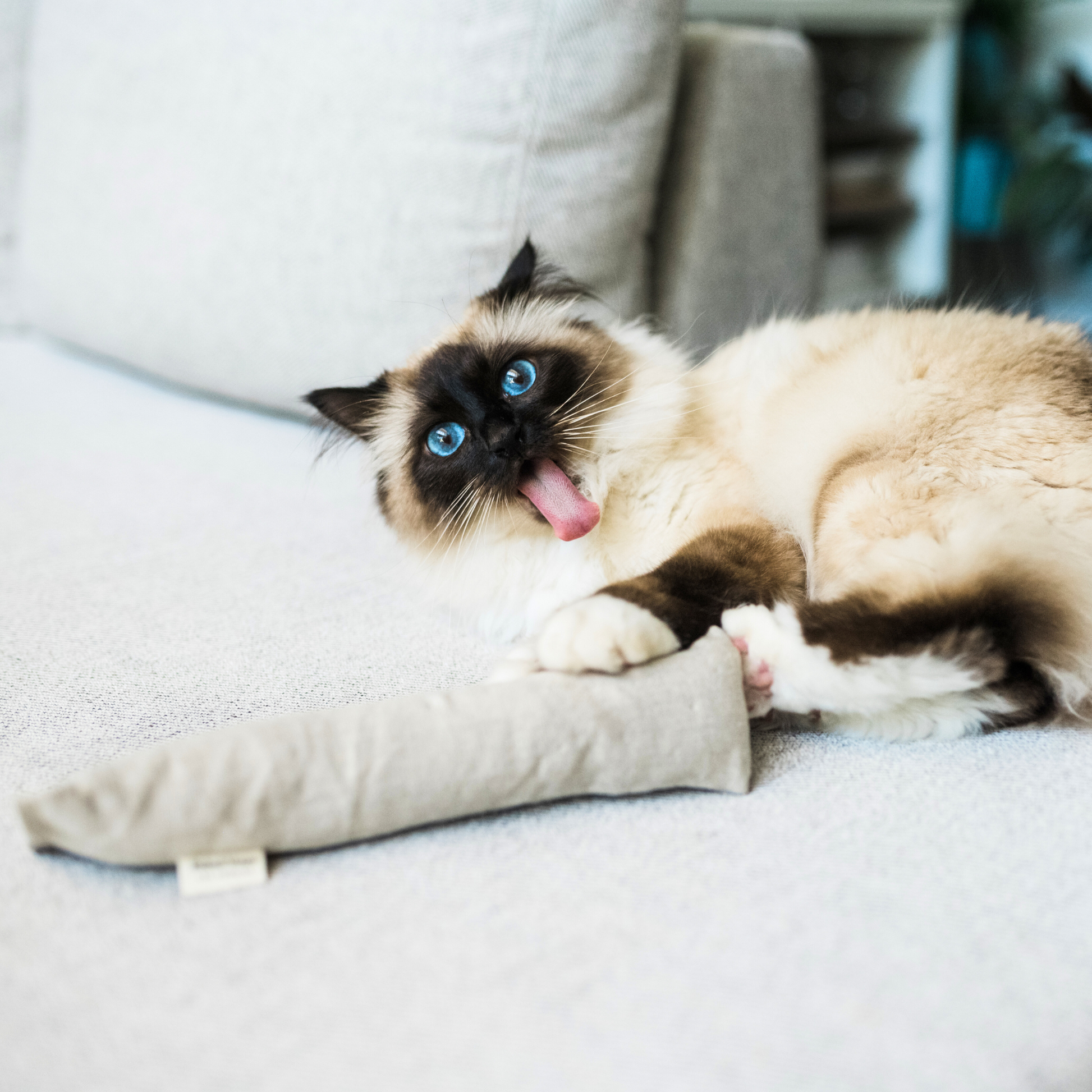 Boba & Vespa Cat Kicker Toy for Bunny Kicks in Hemp and Cotton with Organic Catnip The Kind Pet