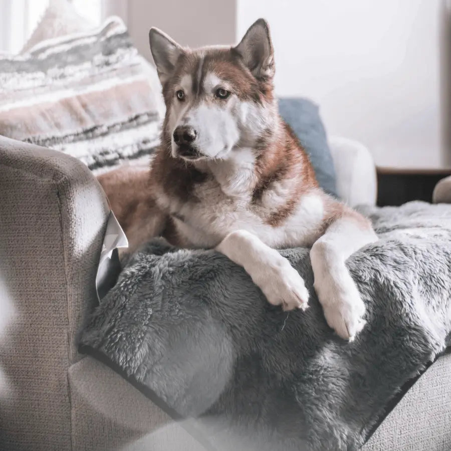 PupProtector™ Summer Short Fur Waterproof Throw Blanket - Charcoal Grey Paw.com