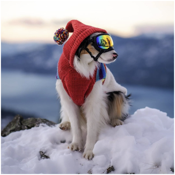 Vintage Ski Hoodie Dog Sweater